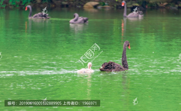 湖面的黑天鵝