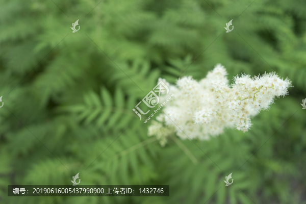 綠色