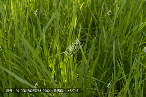 綠草葉