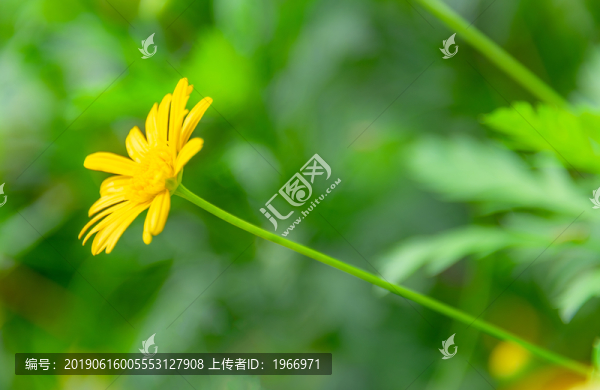 小雛菊