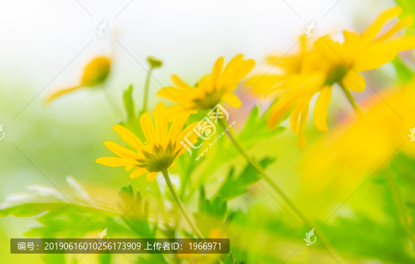 小雛菊