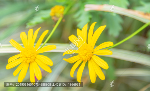 小雛菊