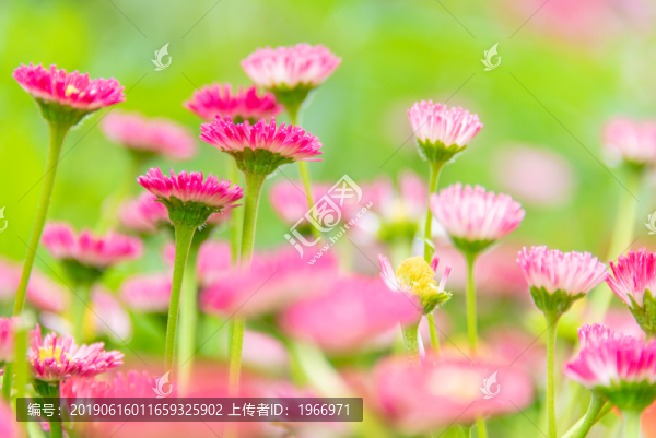 小雛菊