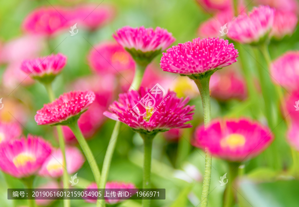 小雛菊