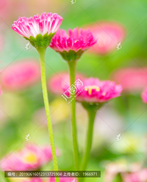 小雛菊