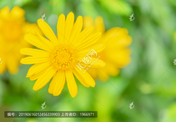 小雛菊