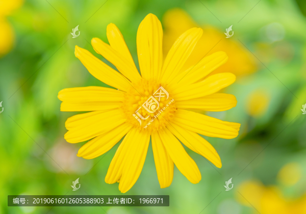 小雛菊