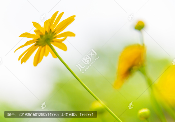小雛菊