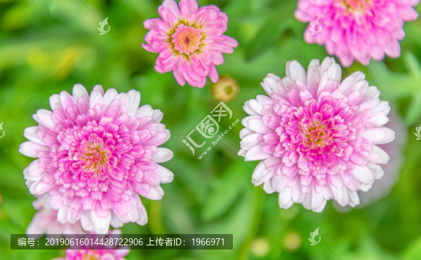 小雛菊