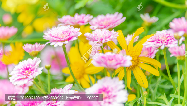 小雛菊