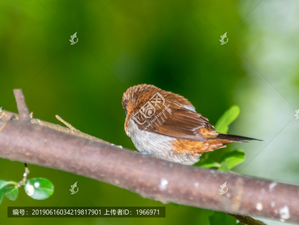一群小鳥(niǎo)白頰噪鹛