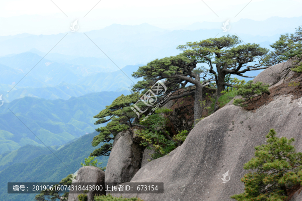 黃山松