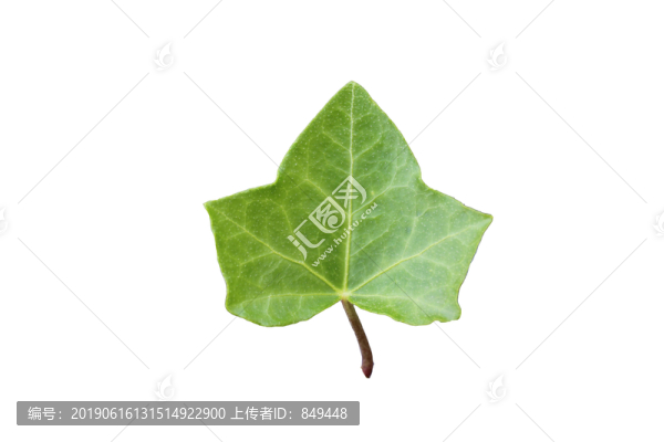常春藤葉子
