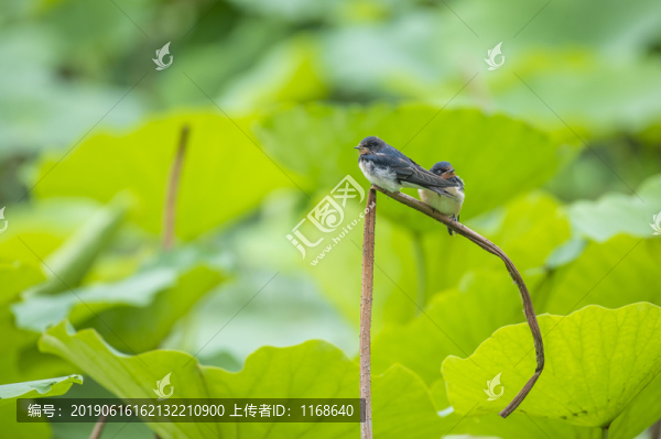 燕子戲荷美景