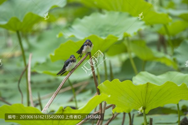燕子戲荷美景