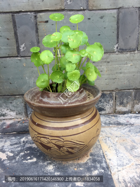 植物