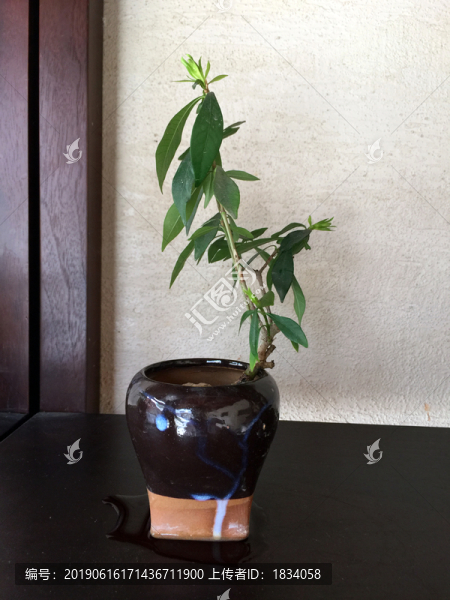 植物