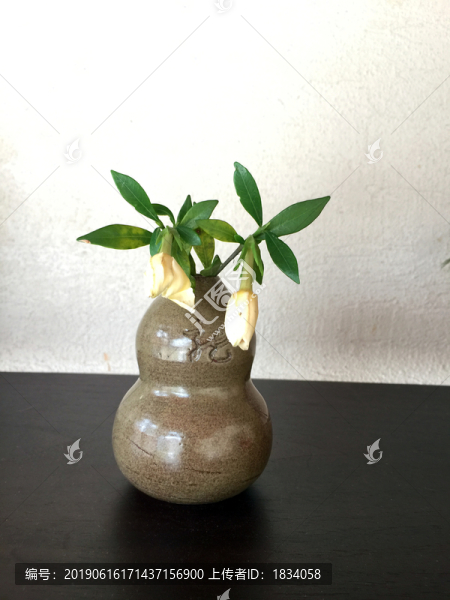 植物
