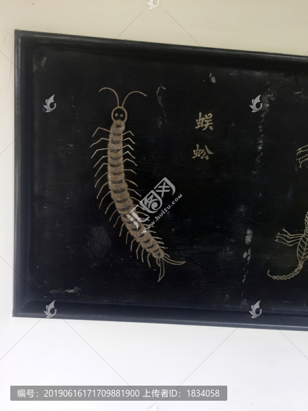 蜈蚣