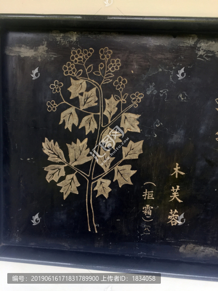 木芙蓉