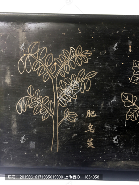肥皂莢