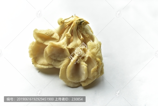 蘑菇