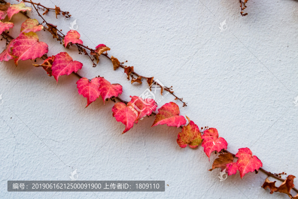 墻壁上的紅樹藤