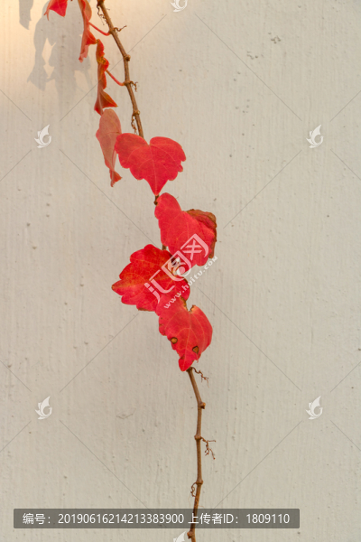 墻壁上的紅色樹葉