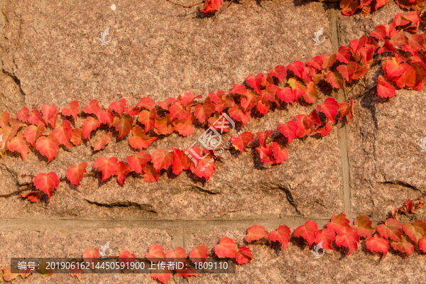 墻壁上紅色樹葉