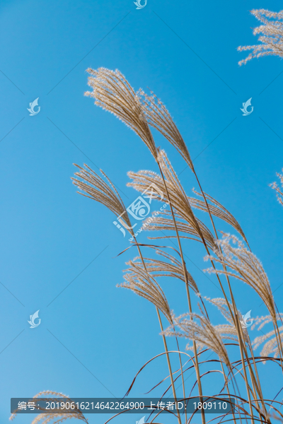蘆葦