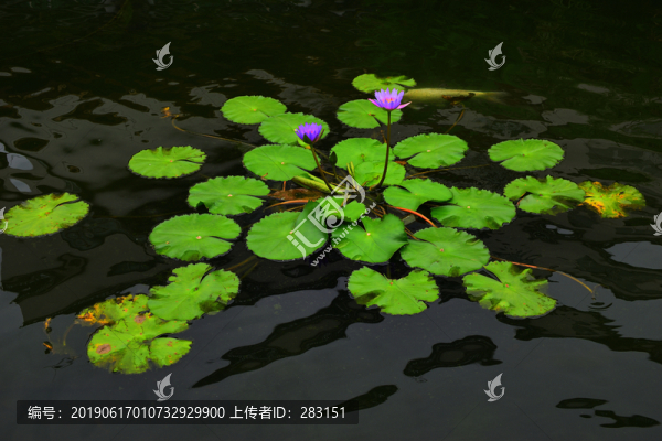 寫意荷花