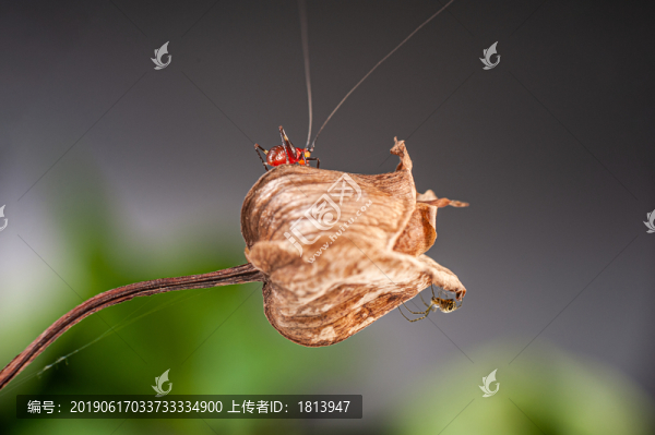 螽斯