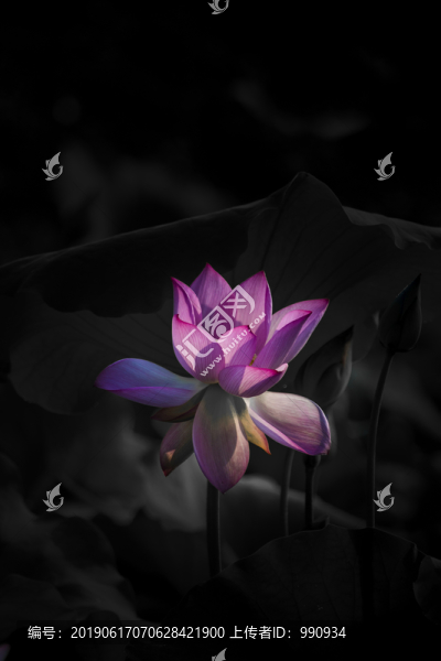 荷花