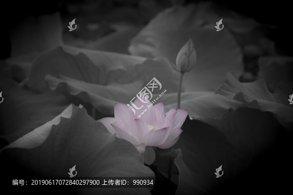 荷花