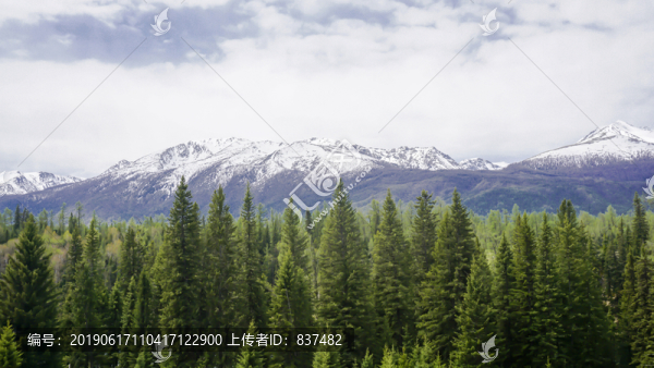 雪山下的云杉