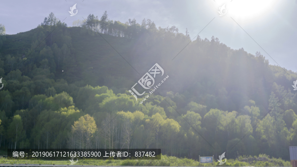 逆光下的云杉