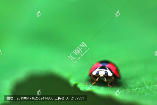 七星瓢蟲
