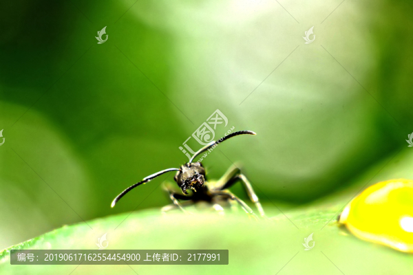 螞蟻探頭