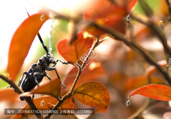 鐵牛天牛紅葉