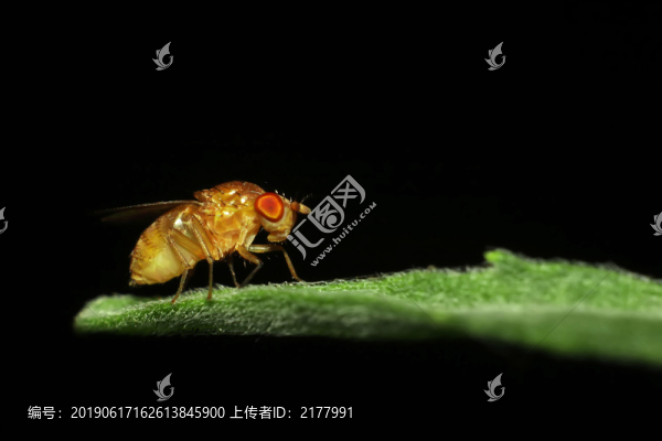 蒼蠅微距