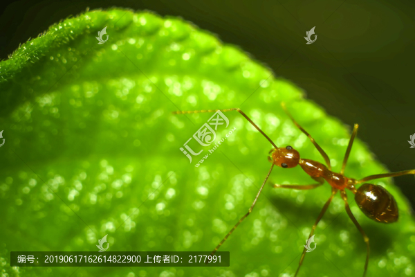 螞蟻特寫微距