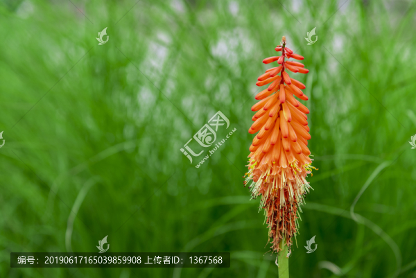 火把蓮