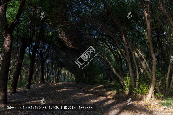 樹林