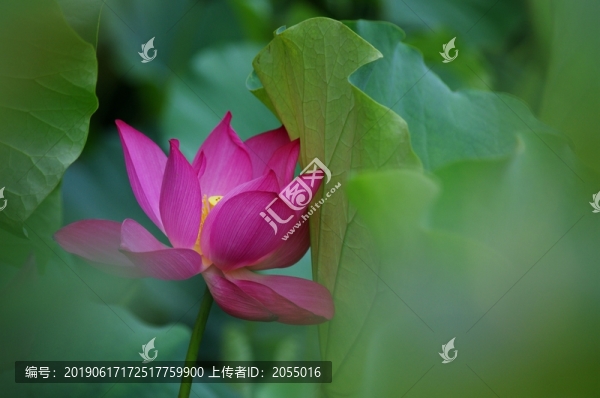 荷花