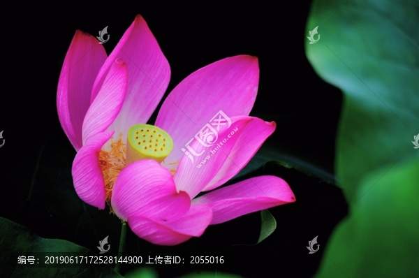 荷花