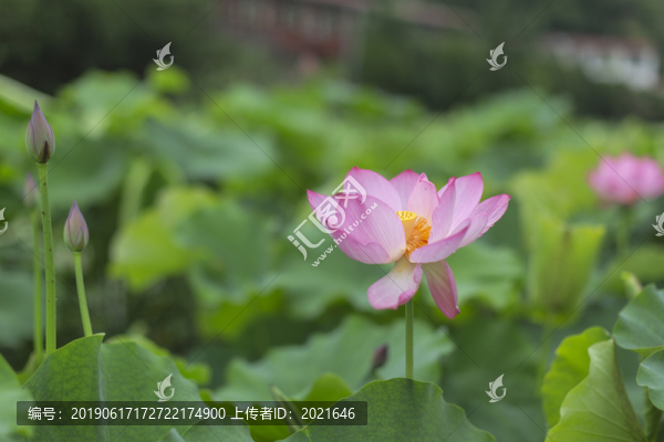 荷花
