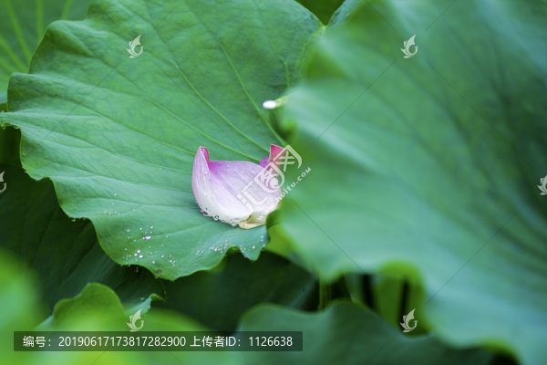 荷花