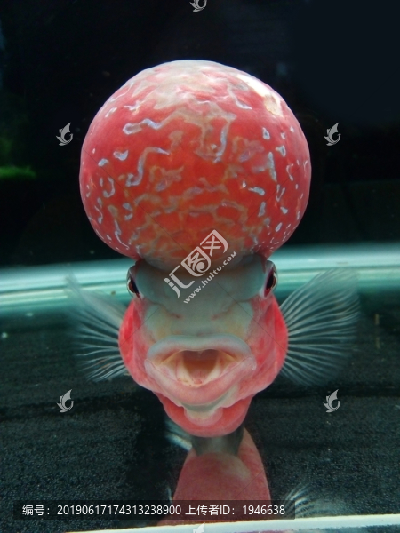 羅漢魚