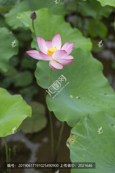 荷花