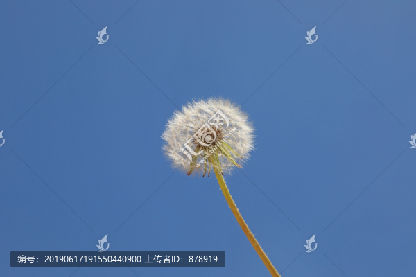蒲公英